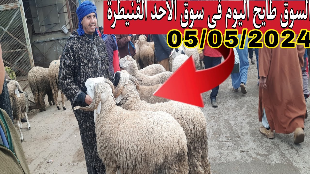 السوق اليوم طايح في سوق الأحد ولاد جلول القنيطرة