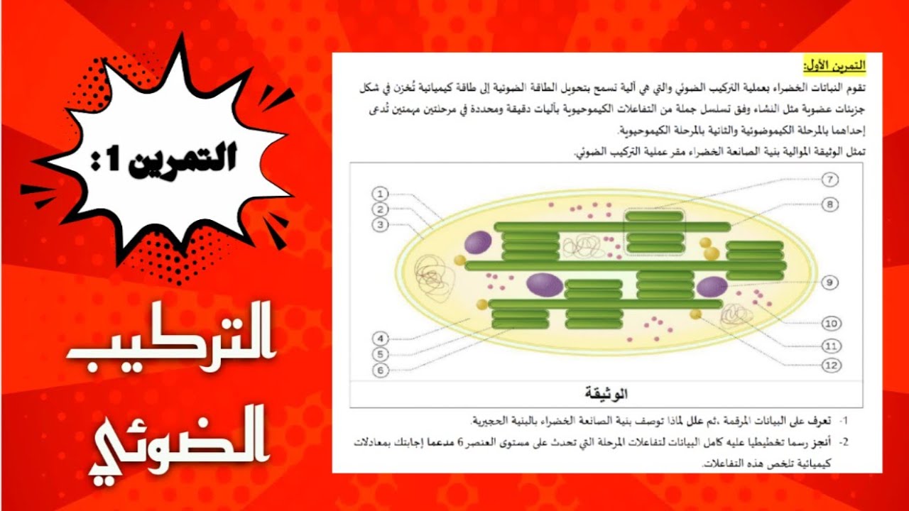 التمرين 1 : التركيب الضوئي 🍁 .