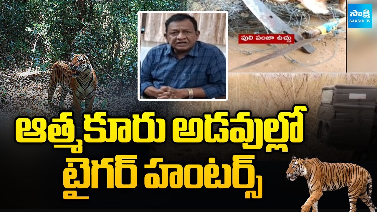 Tiger Hunters in Atmakur Forest Nandyal District | Sakshi TV