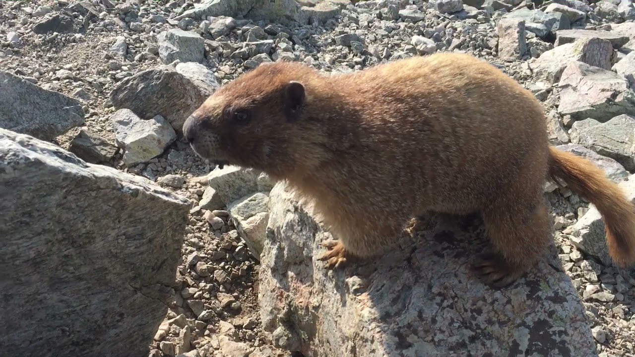 Alpine Animals: Why Marmots Might Want Your Food