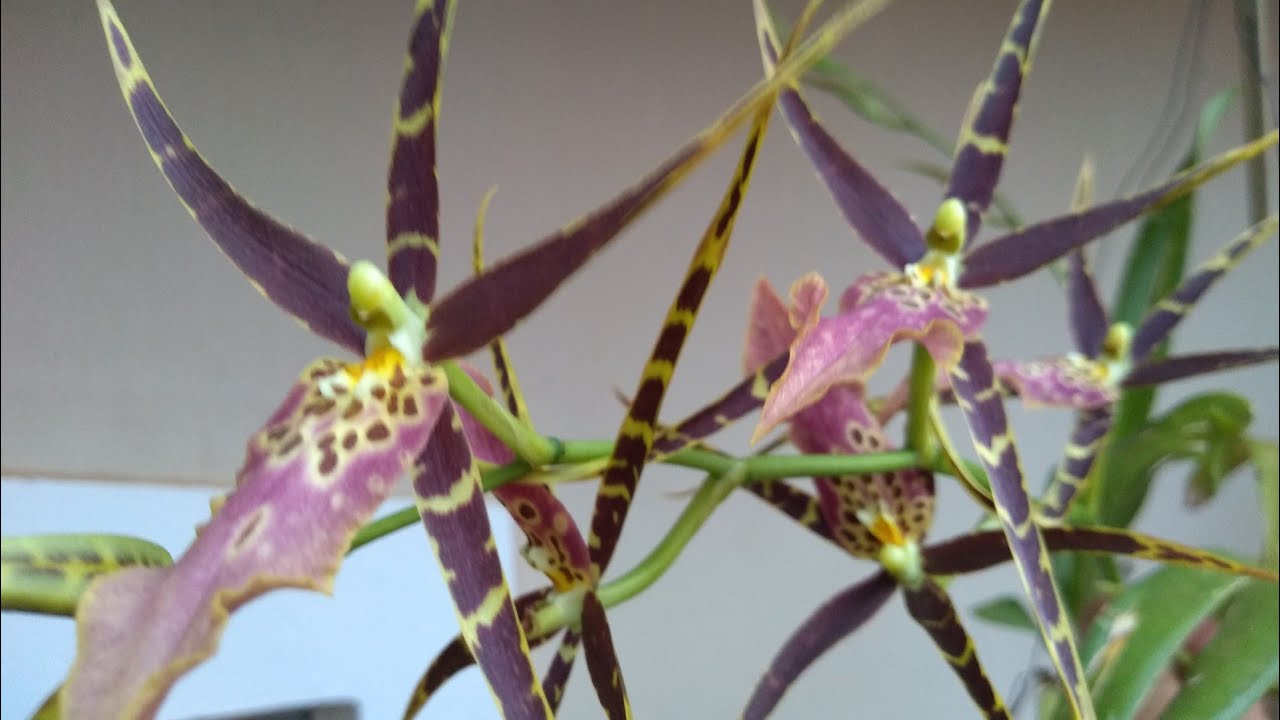COMO CULTIVAR ORQUIDEA BRASSIA 🌷🌼