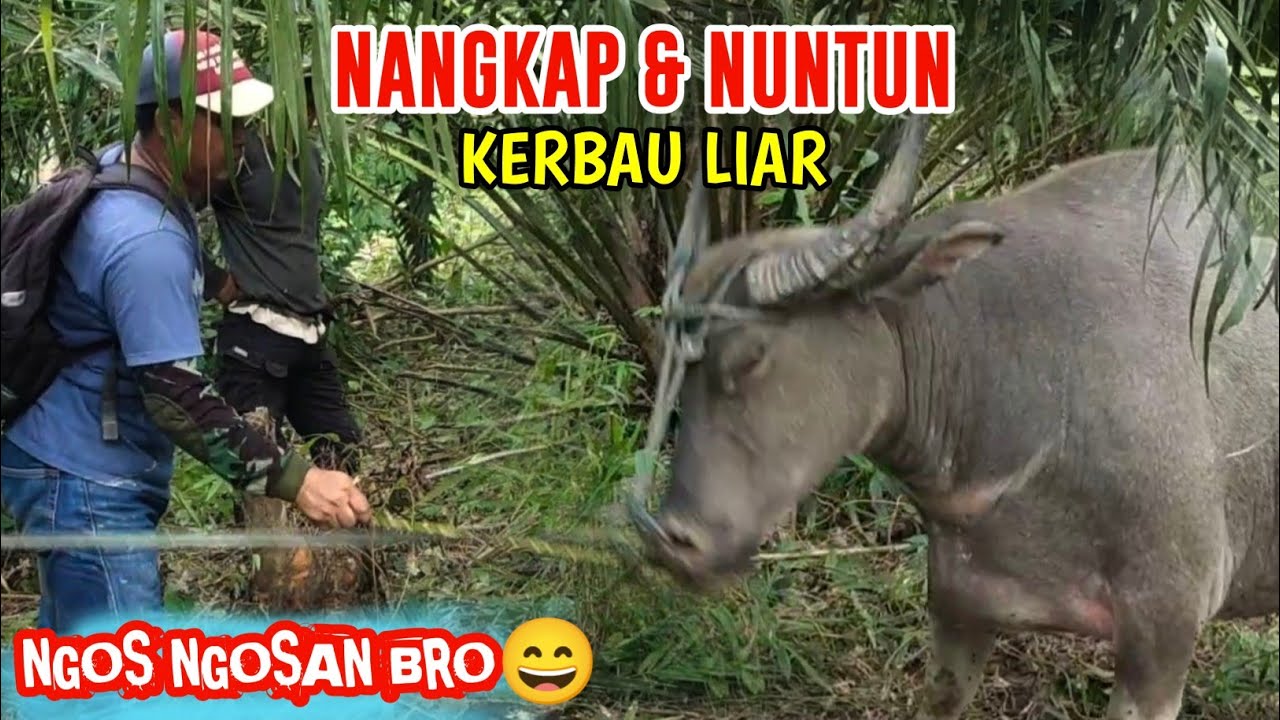 MENANGKAP KERBAU ‼️BERATNYA PERJUANGAN SAAT TAK ADA KERBAU TUNGGANG