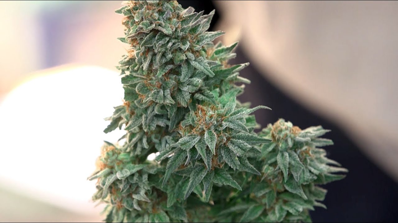 2014 HIGH TIMES Seattle US Cannabis Cup: Saturday Highlights