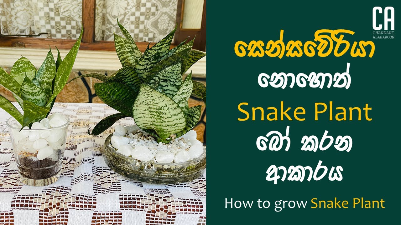 සෙන්සවේරියා (Snake Plant) බෝ කරන ආකාරය | How to plant Snake Plant ( Sansevieria Plant)