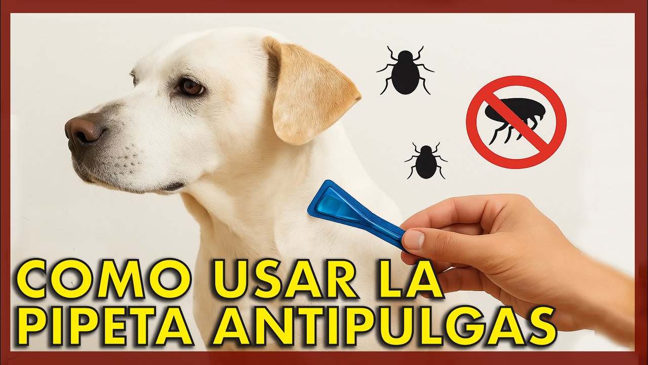 Cómo aplicar pipetas antipulgas a tu perro de forma correcta (paso a paso) 🐶🕷️
