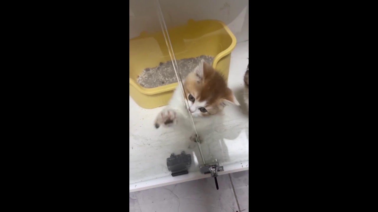 LIVE Cute Pets | Kittens Playing, Eating & Exploring | POV View | Subscribe Alert