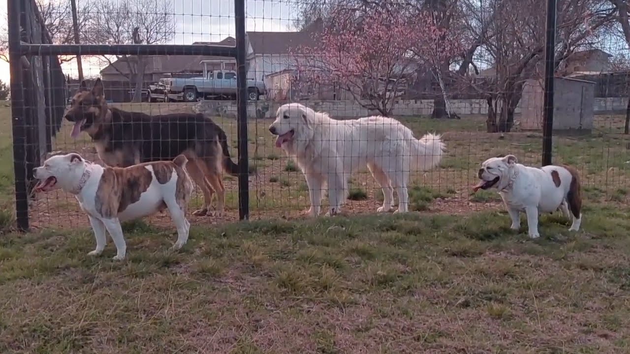 My female dogs an my neighbor female dogs getting to know each other, 4 female dogs total
