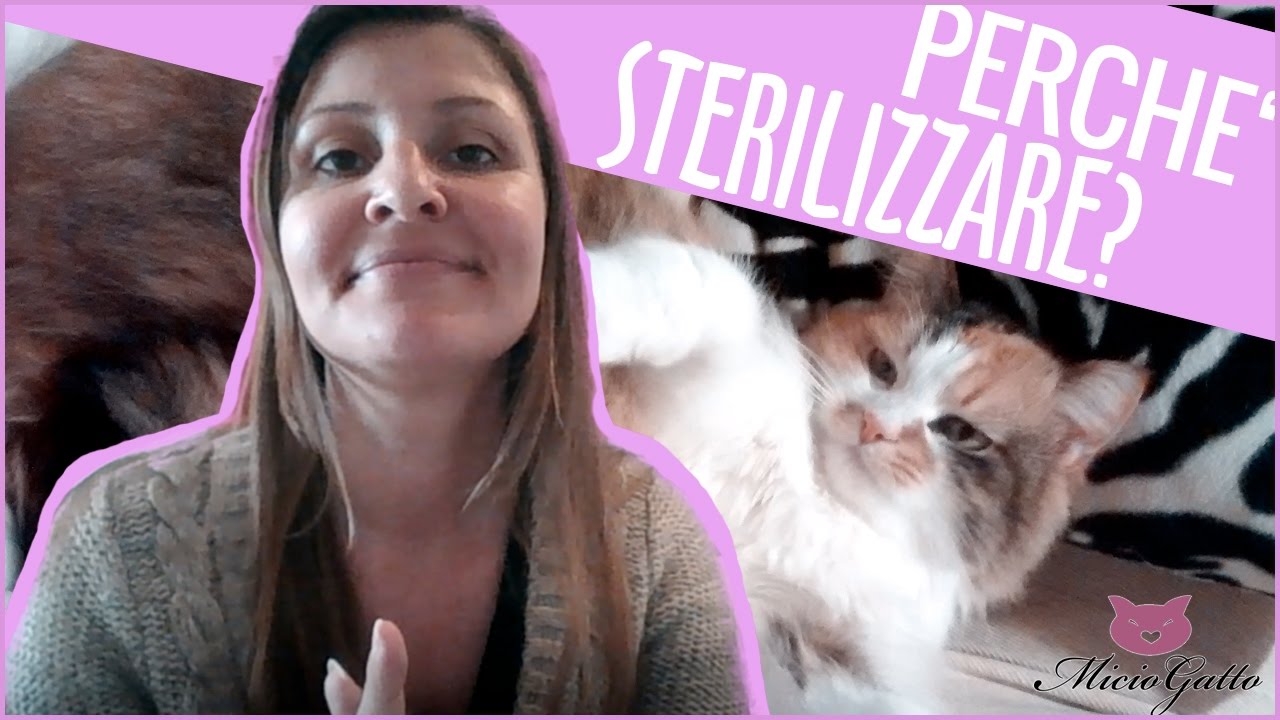 ❤ STERILIZZAZIONE gatta e ❤ CASTRAZIONE gatto: perch&eacute; farlo??