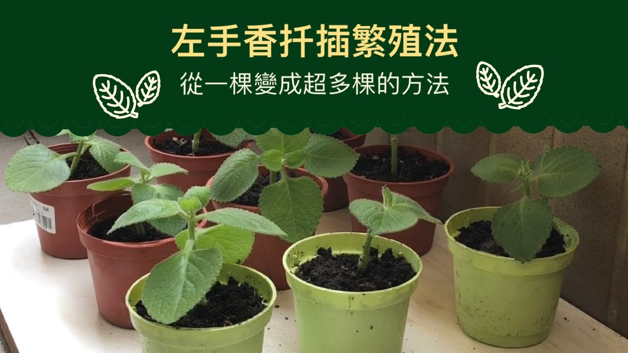 【扦插實驗&mdash;左手香】超簡單的左手香/到手香/碰碰香種植指南：讓你輕鬆種植左手香，擁有美麗的居家綠色風景！左手香扦插法就可以無限量再生長出新植株，室內室外都可以種植，種一次飄香數十年！