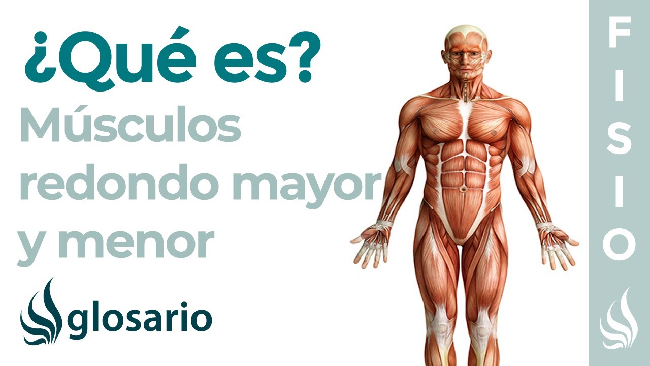 Músculos REDONDO MAYOR y MENOR | Qué es, ejercicios, origen, inserción y función