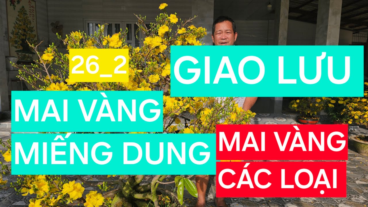 0366 048 123 MAI VÀNG MIẾNG DUNG GIAO LƯU MAI VÀNG CHƠI TẾT
