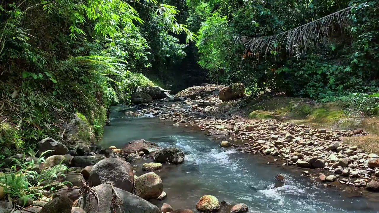Gentle Jungle River Flowing Between Stones for Stress Free Moments