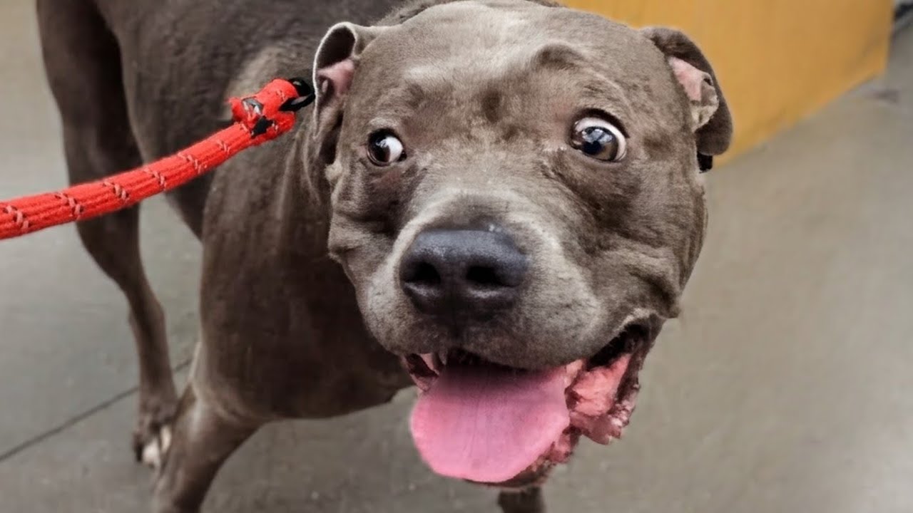 Zeusy The Talking Pitty is live! 2/21/26