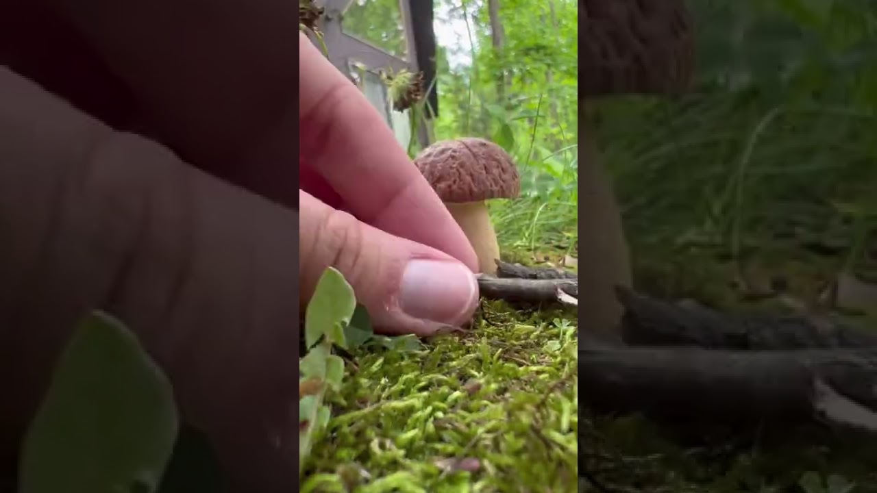 Mushroom fairy house! #fairyhouse #fairy #mushroom