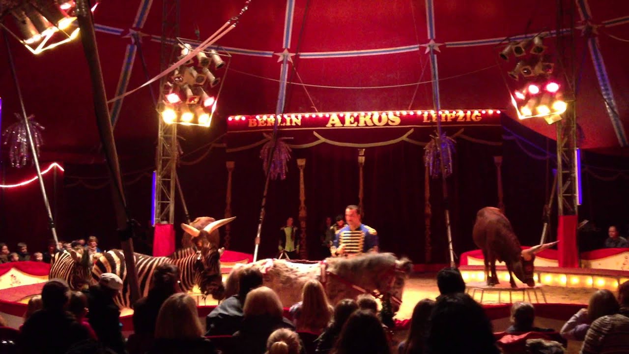 Zirkus Aeros - Zebras und Rinder 2013