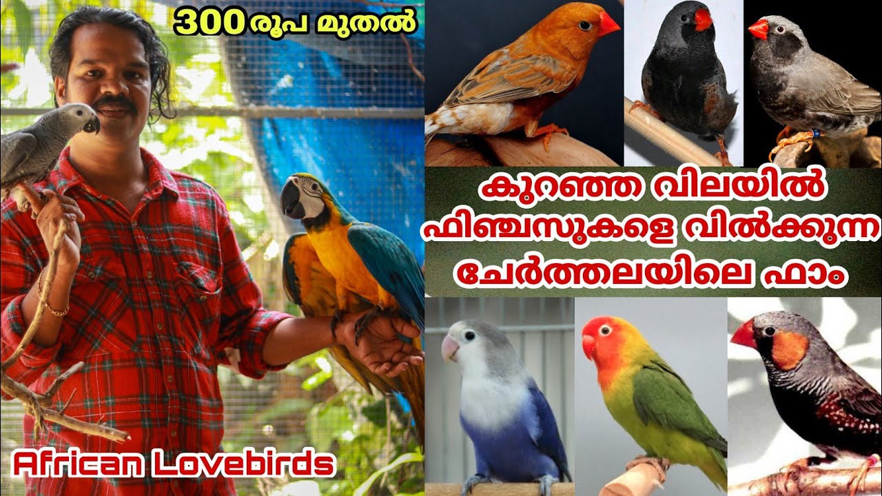 കുറഞ്ഞ വിലയിൽ കുഞ്ഞൻ പക്ഷികൾ || ചേർത്തലയിലെ അനീഷേട്ടന്റെ ഫിഞ്ചസിന്റെ കളക്ഷൻ || Finches || Exotic
