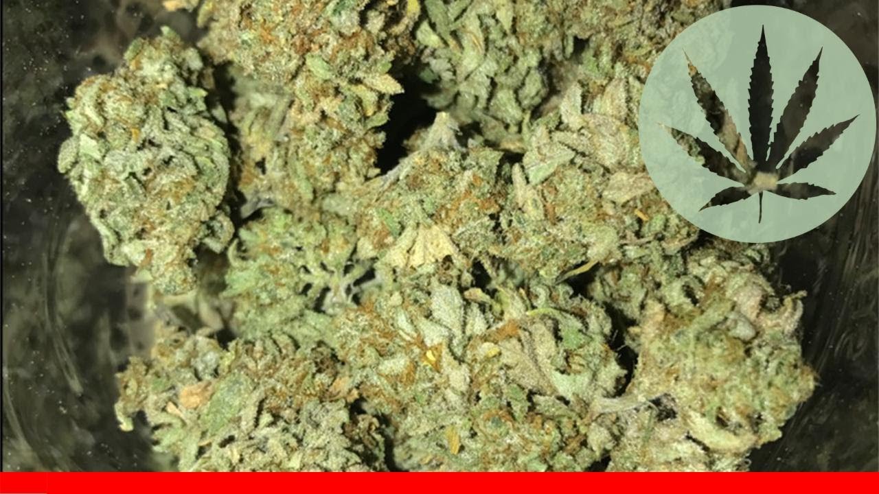 Orange Crush - All About This Strain
