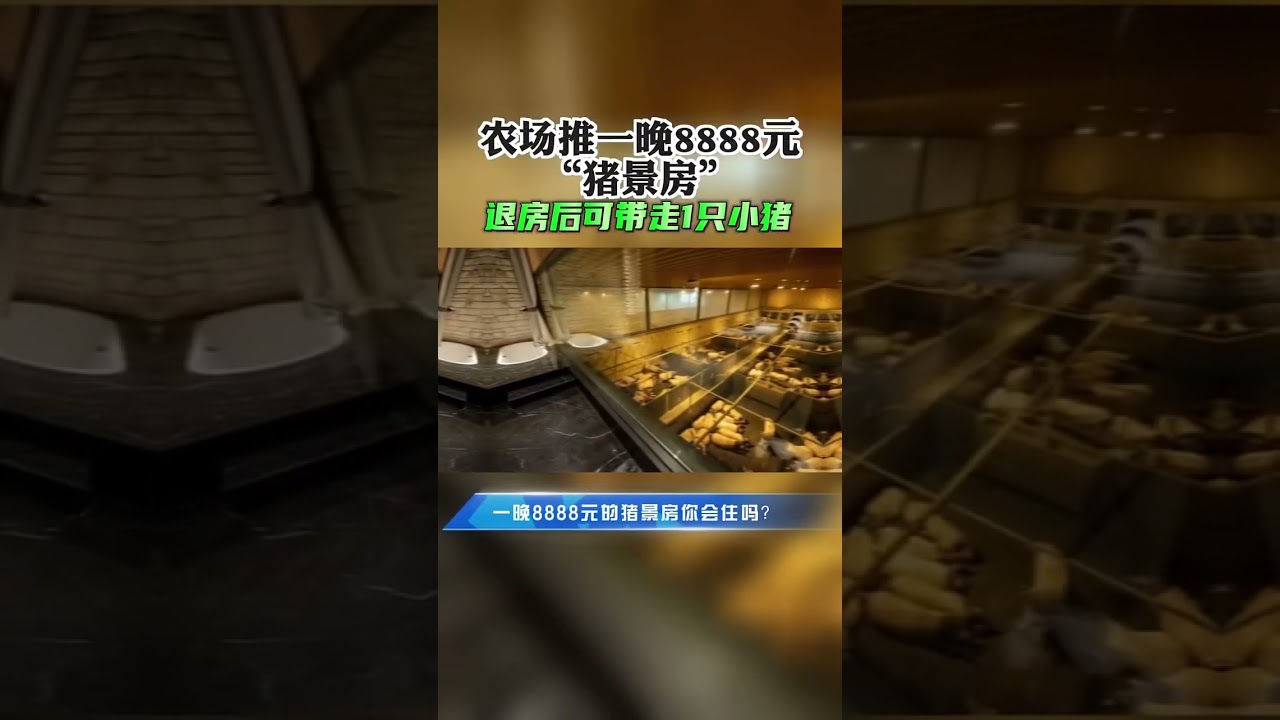 农场推一晚8888元“猪景房”Pig farm launched accommodation room 8888 yuan a night "Pig view room"