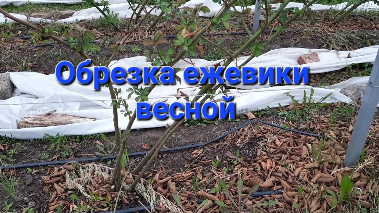 Обрезка ежевики весной
