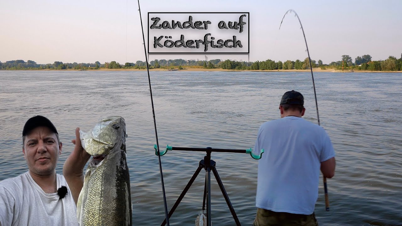 ZANDER mit K&Ouml;DERFISCH fangen, so klappt es garantiert!!