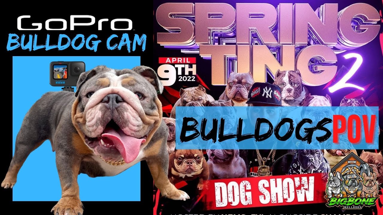 Bulldog wears Go Pro camera to DOG SHOW ! Mini English bulldogs, frenchies, snakes, sphinx and even