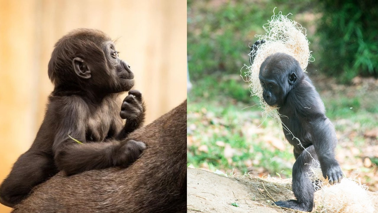 Adorable Baby Gorilla Zahra's First Year