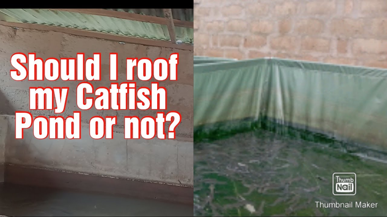 Reasons why you should or shouldn't roof your catfish pond/ fish farming.
