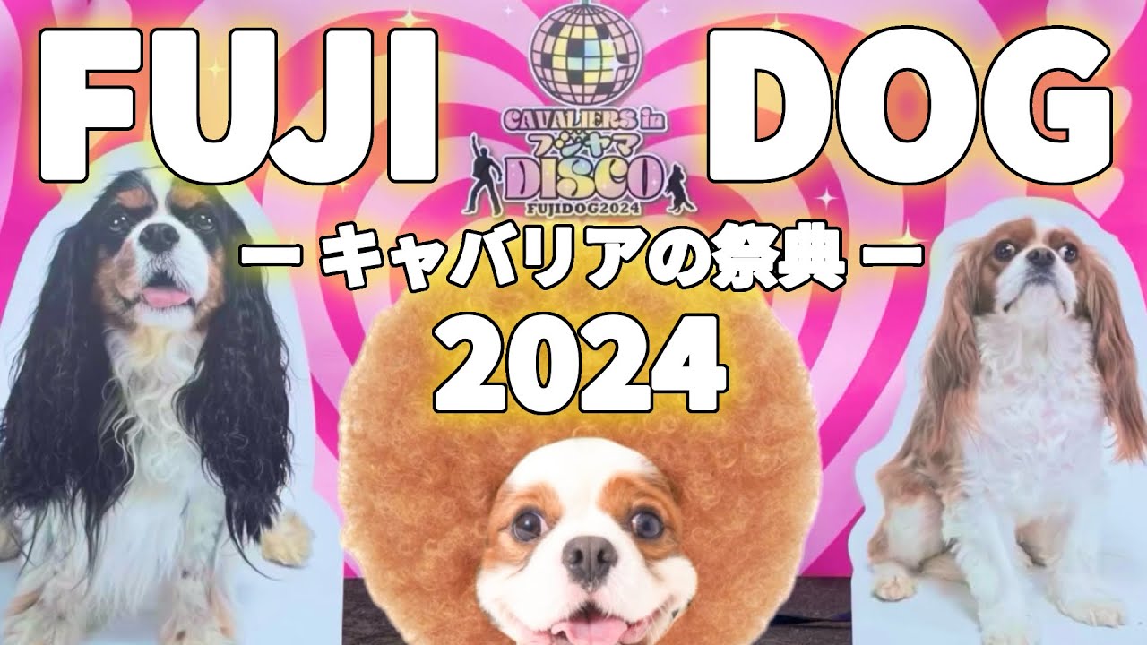 キャバリア最大級のイベント【FUJIDOG／フジドッグ】参戦‼︎可愛いワンコ達が大集合‼︎