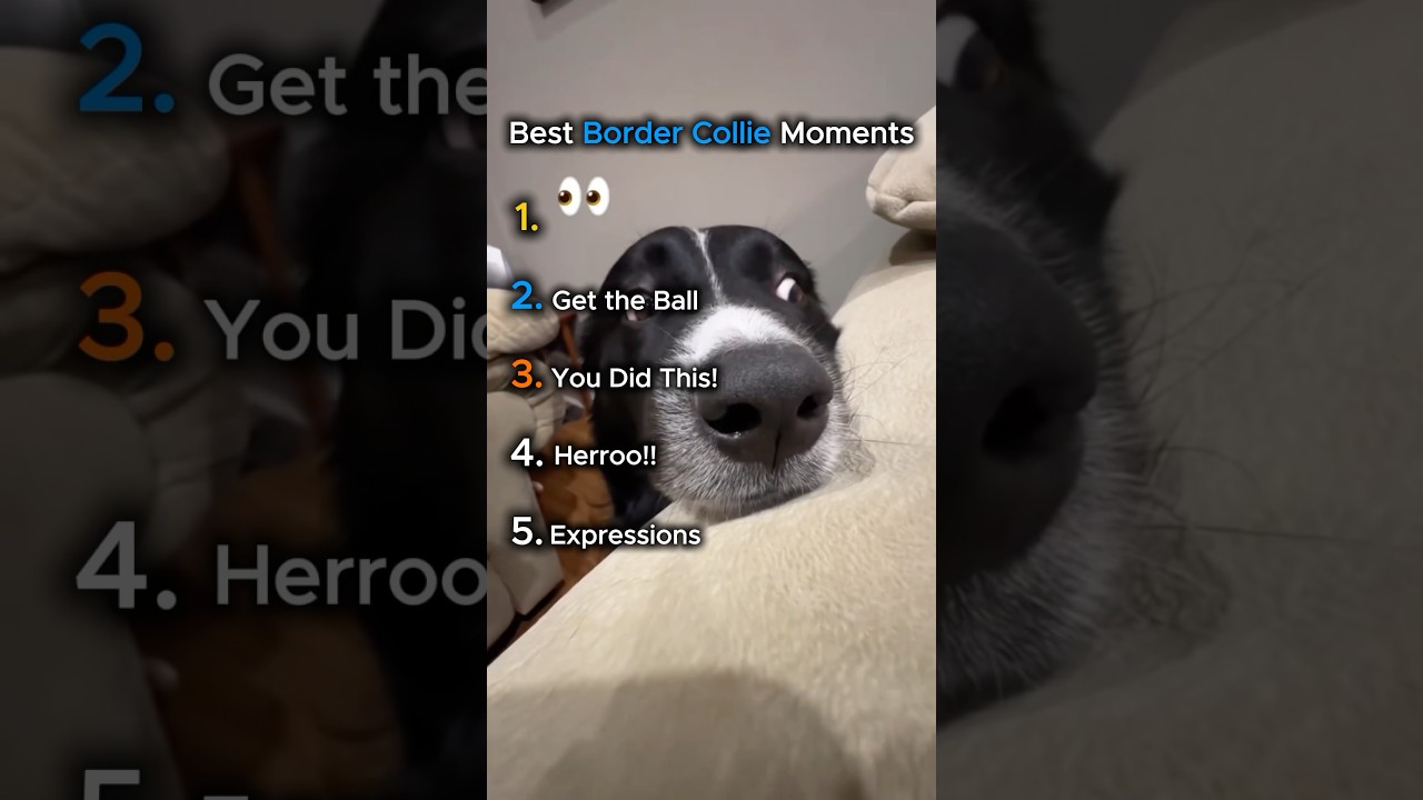 Ranking Top 5 Best Border Collie Momens