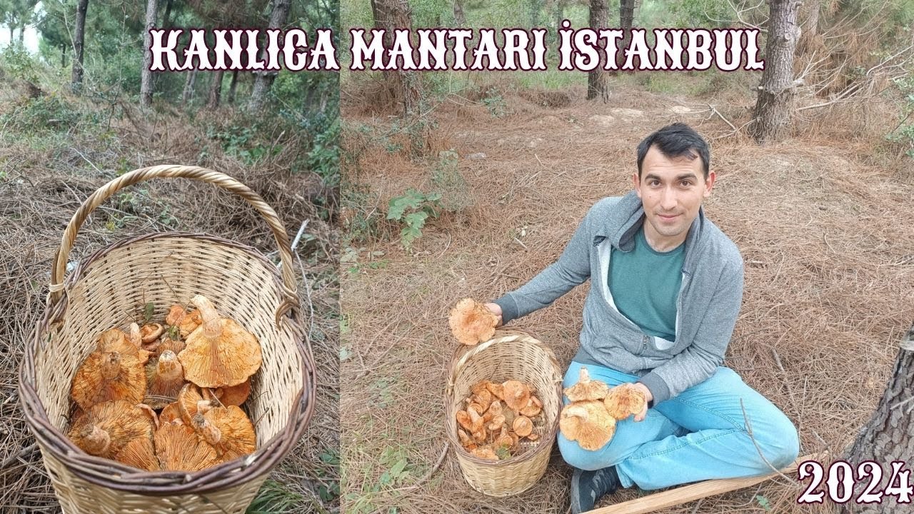 KANLICA MANTARI BULUYORUZ DAHA İYİLERİNİ BULMANIZ DİLEĞİYLE İSTANBUL 2024