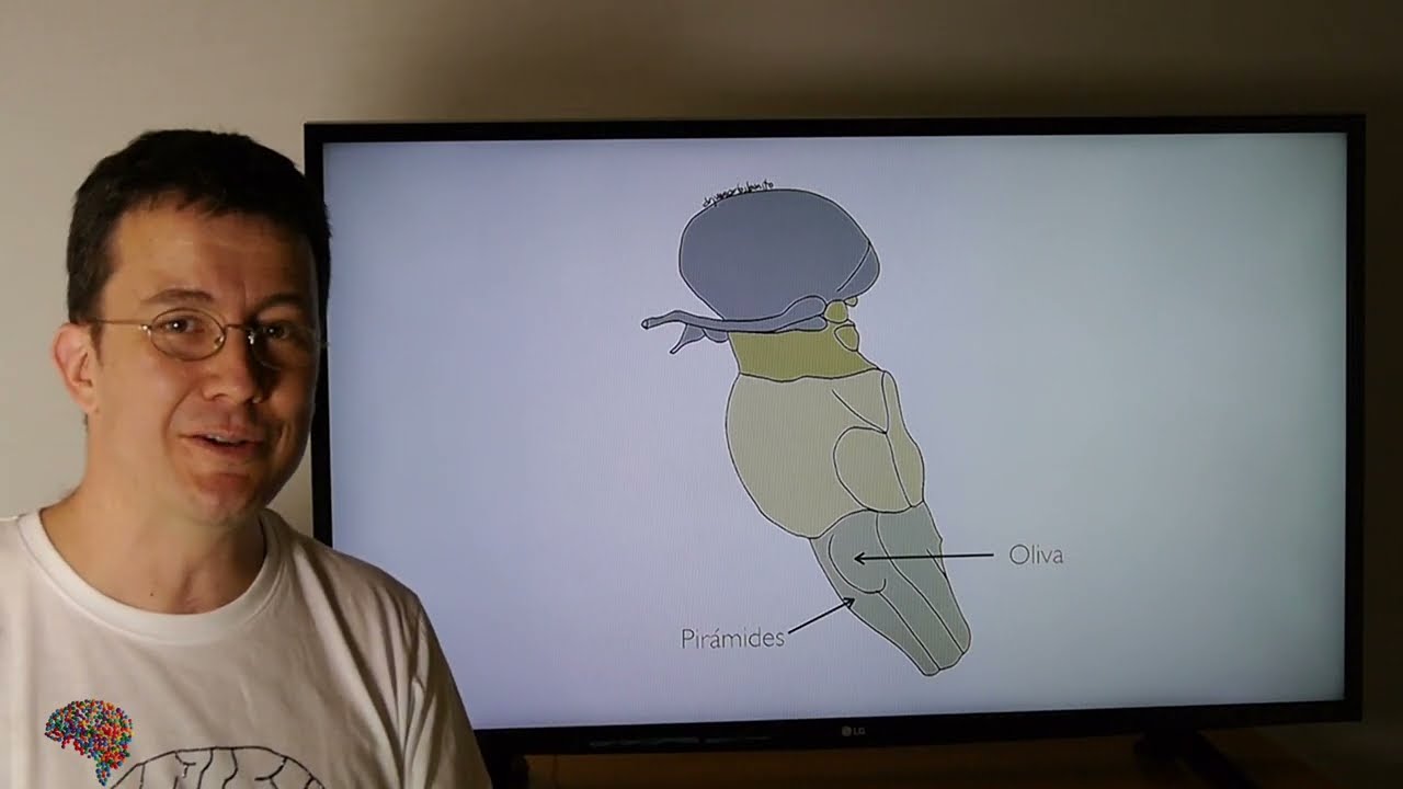 BULBO RAQUÍDEO