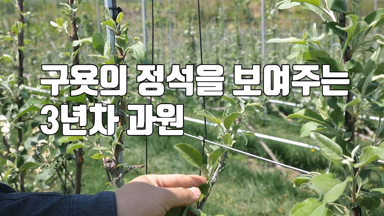 끝 선단을 길고 강하게 빼야 수형 만들기 쉬워