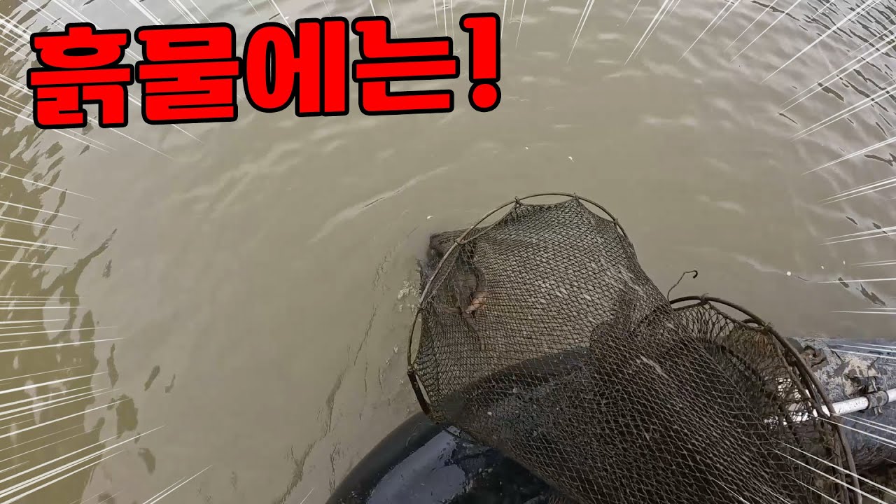 한탄강이 흙물이 됐습니다! 빨리 뛰어가 봤더니 비싼 어종들이 바글바글!
