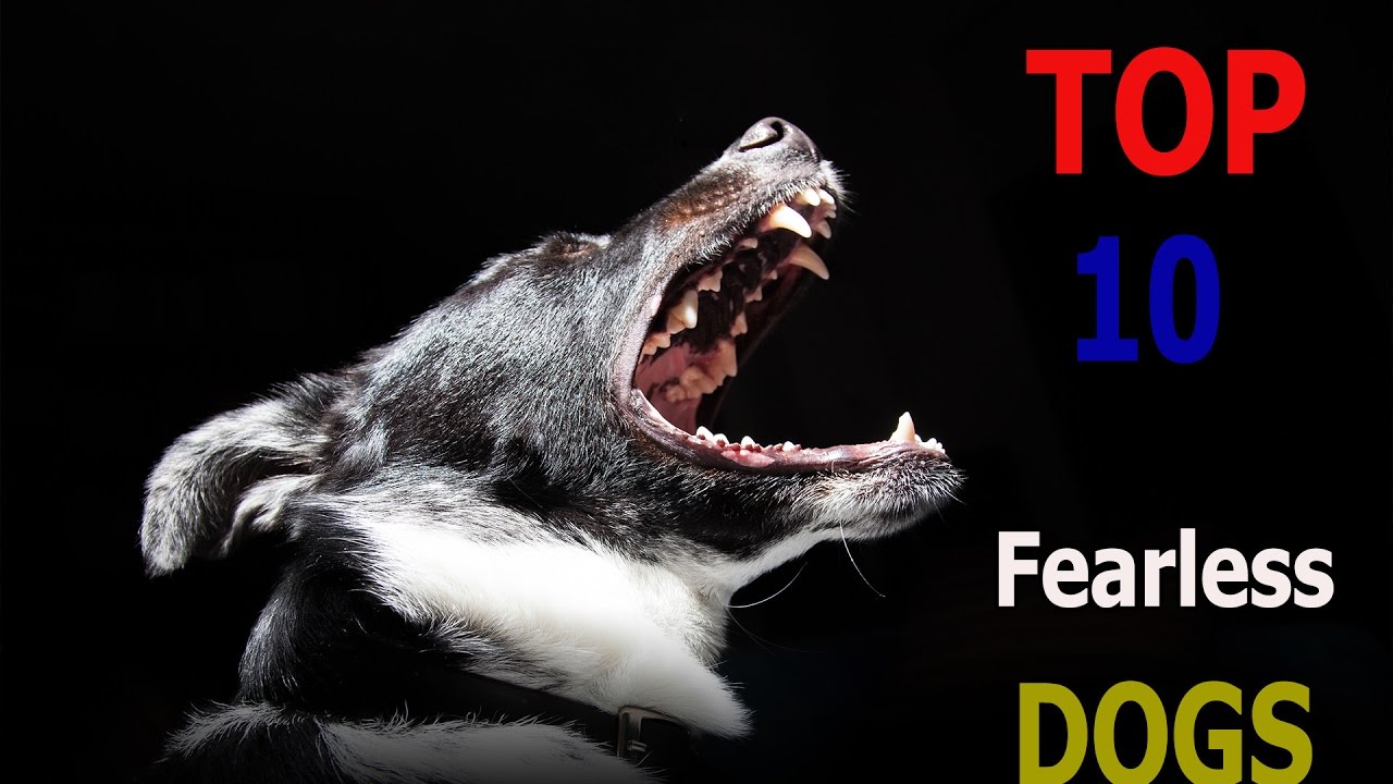Top 10 fearless dog breeds | Top 10 animals