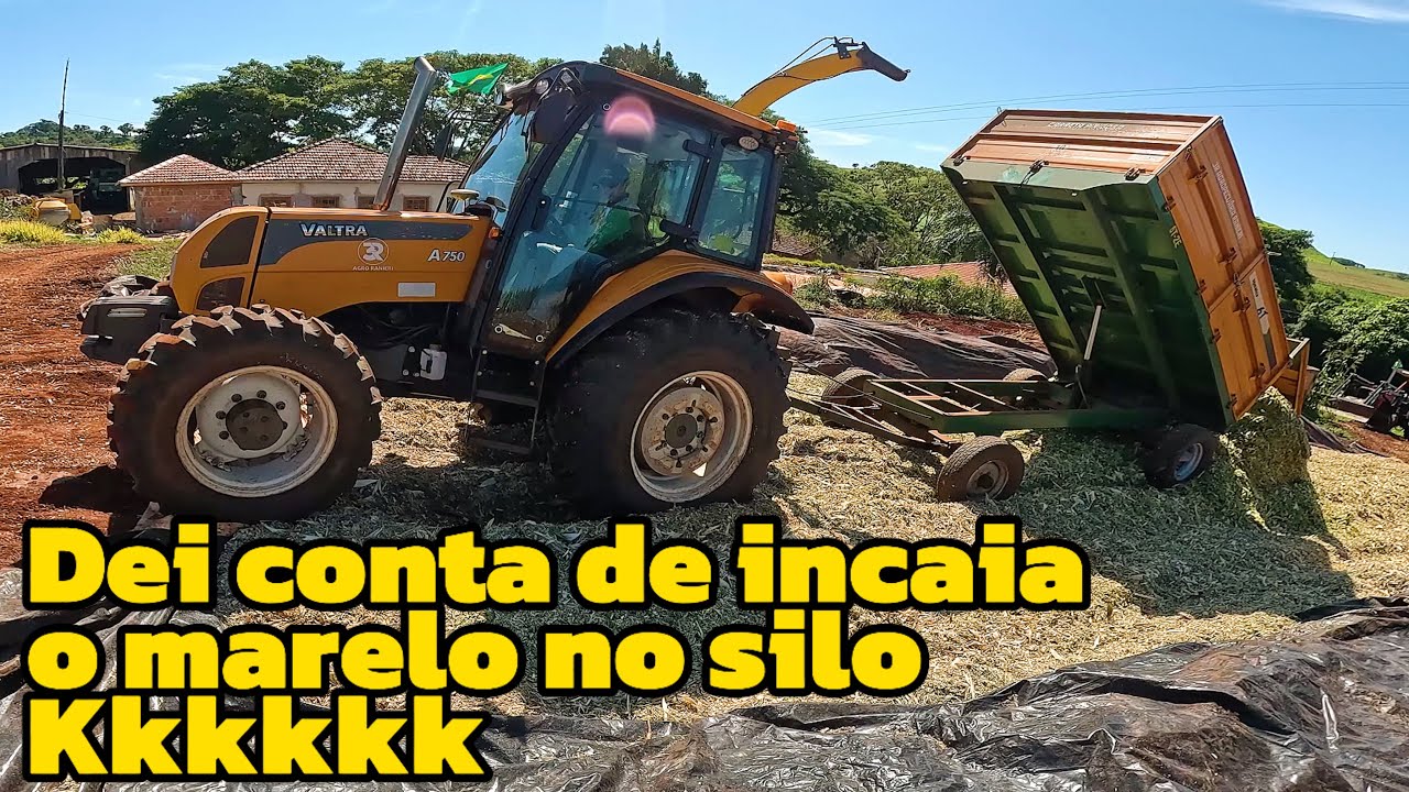 Segundo dia fazendo silagem com o marelão cabinado (roçavlog)