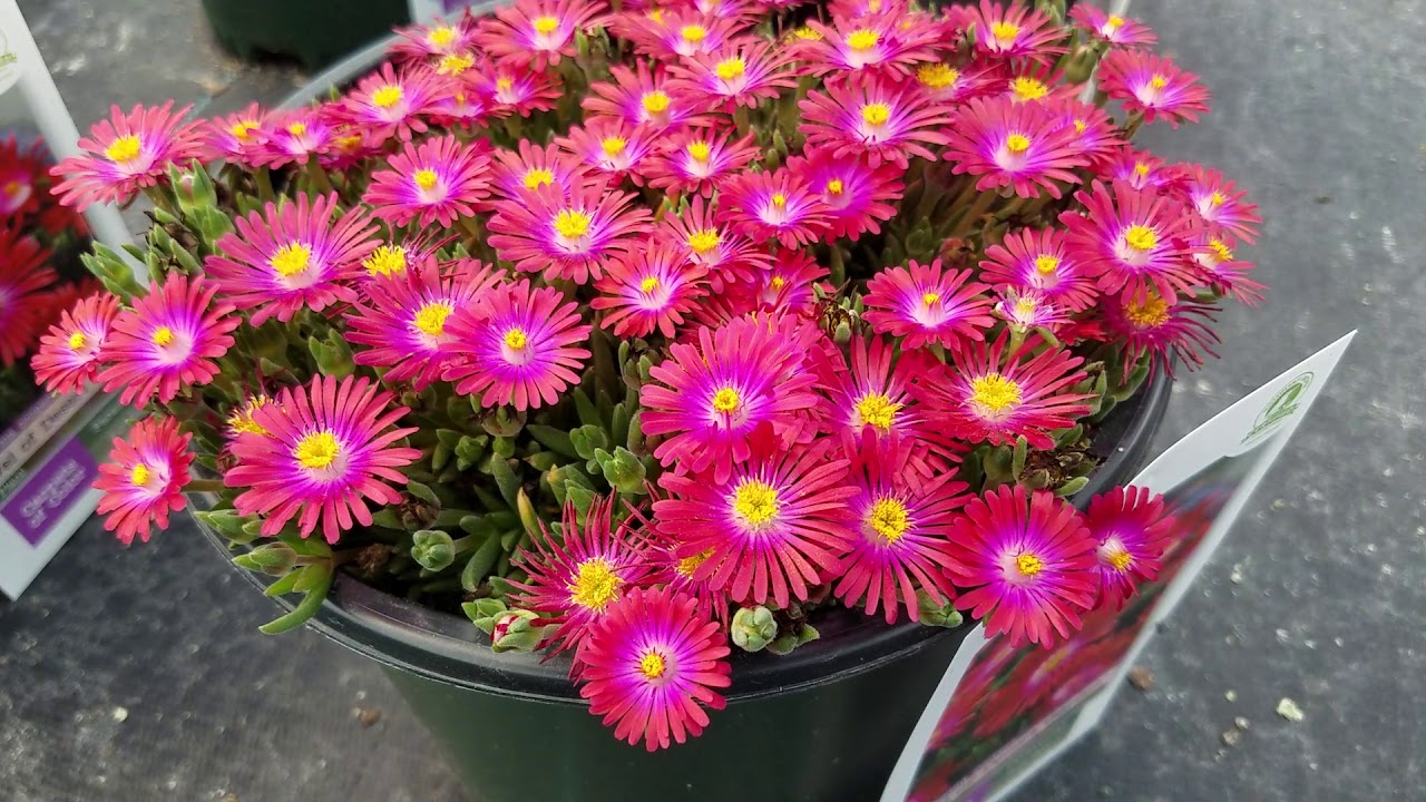 Delosperma Jewel of Desert 'Garnet' (Ice Plant) // Amazingly Bright, Drought Tolerant Perennials
