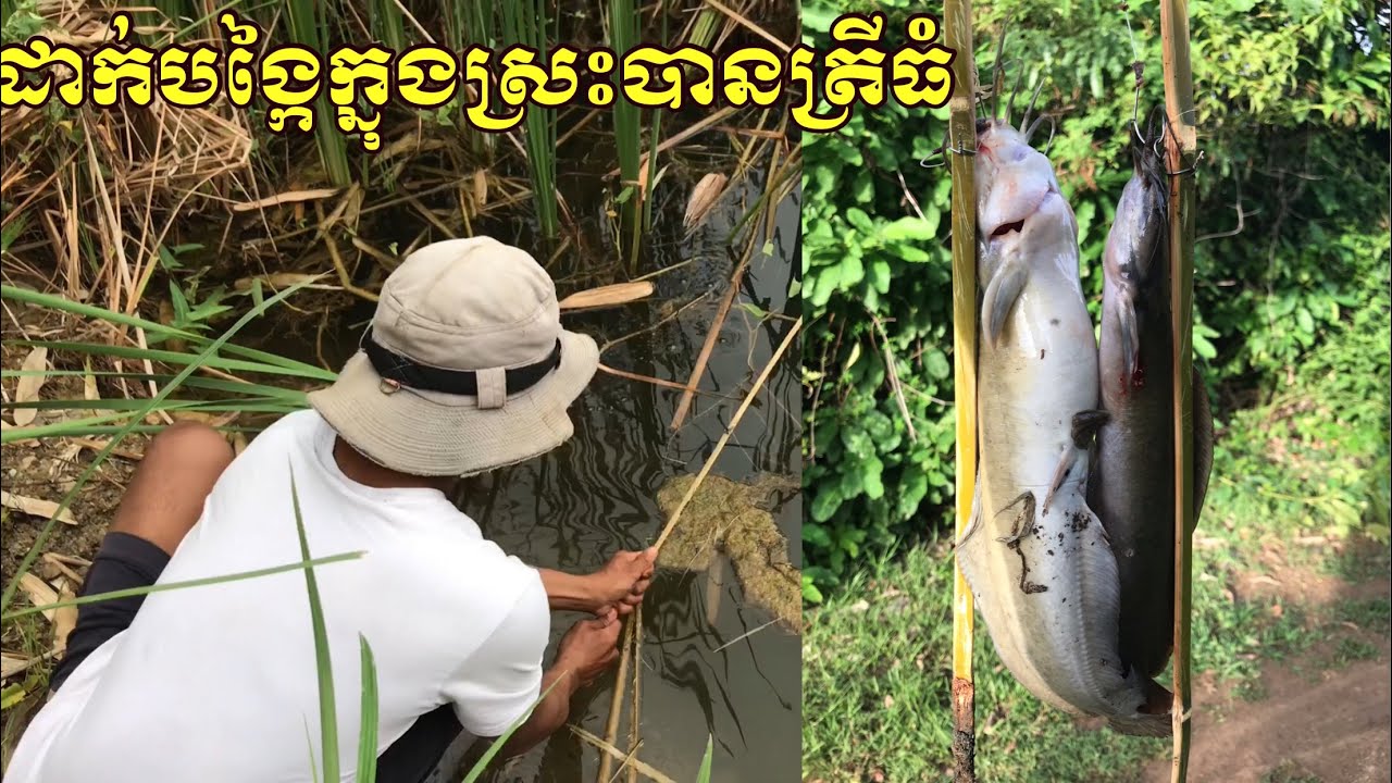 ដាក់បង្កៃ ក្នុងស្រះបានត្រីធំ#Leap leikmony