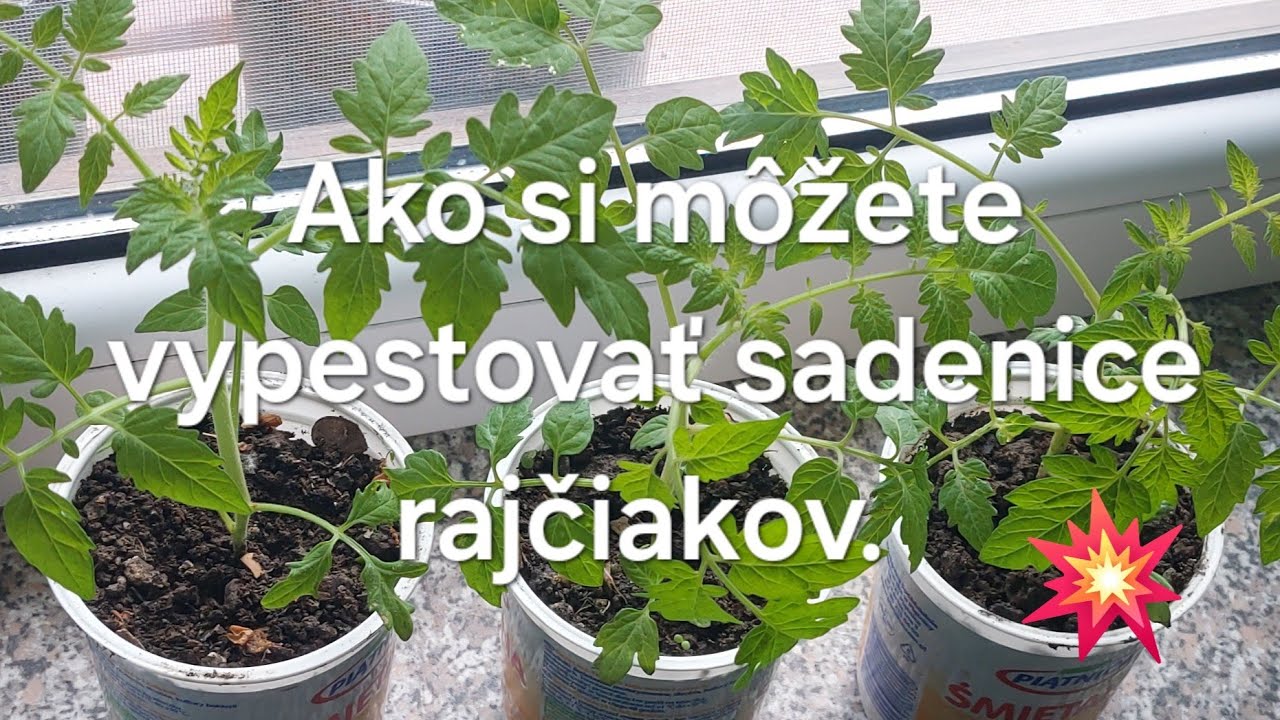 Ako si môžete vypestovať priesady rajčiakov.  20. mája 2024.