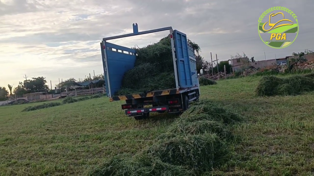 Recojo de alfalfa seca para la alimentación de ganado.