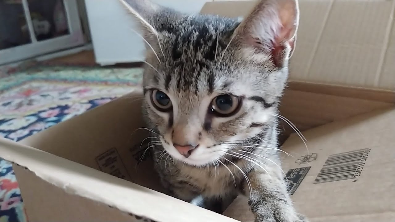 Hazel when he was a tiny baby