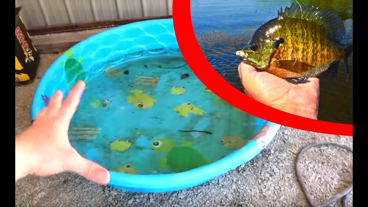 Upgrading the Pool Pond!