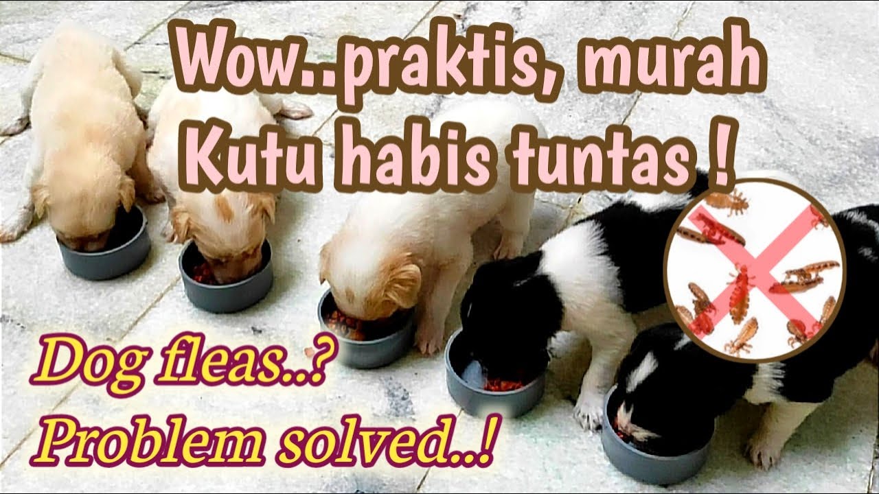 CARA MEMBASMI KUTU PADA ANAK ANJING (SUBTITEL) - HOW TO KILL FLEAS ON PUPPIES (SUBTITLE)