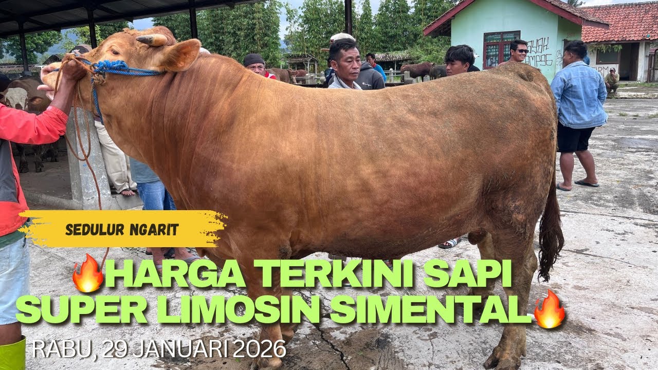 🔥HARGA TERKINI SAPI SUPER LIMOSIN DAN SIMENTAL🔥‼️‼️