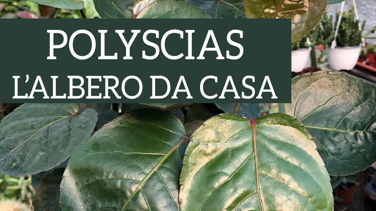 Polyscias, un albero d'appartamento!