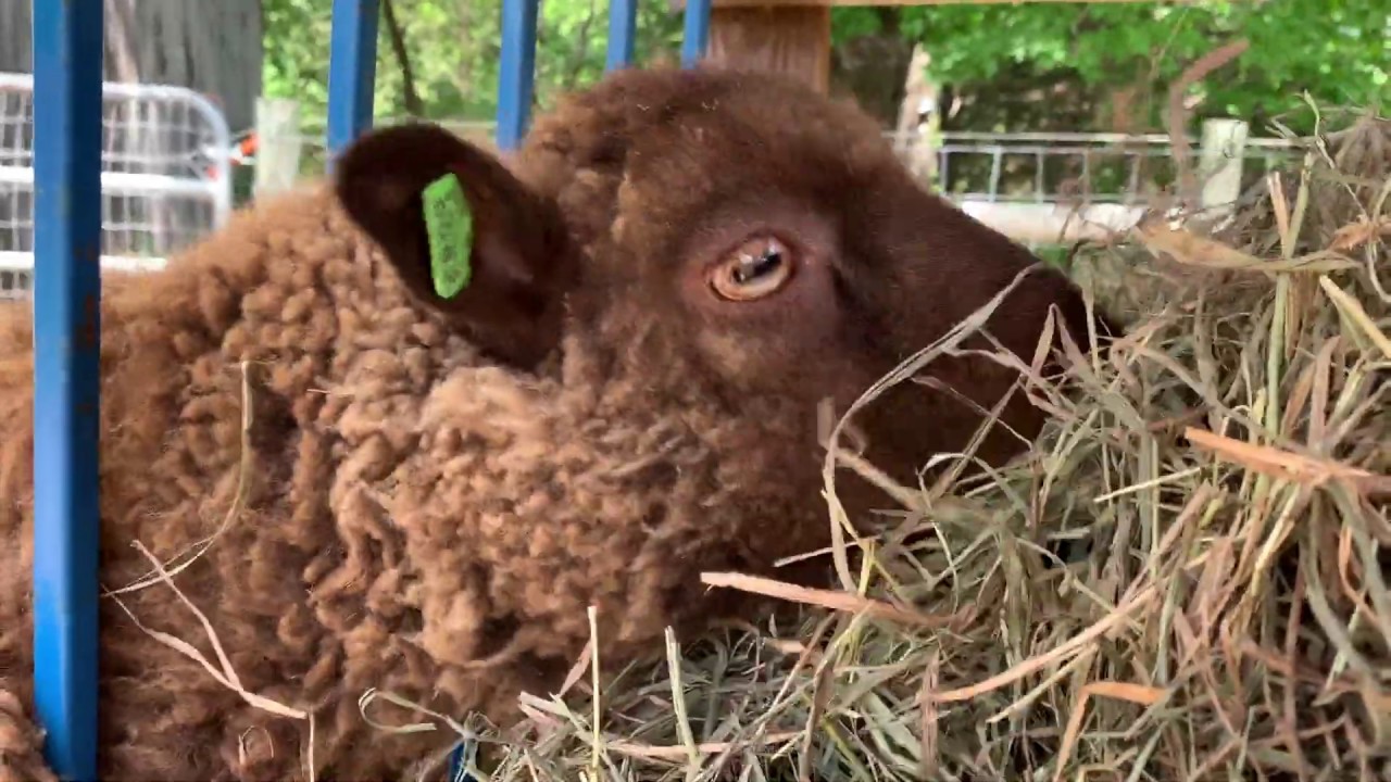 Sheep Eating Hay ASMR