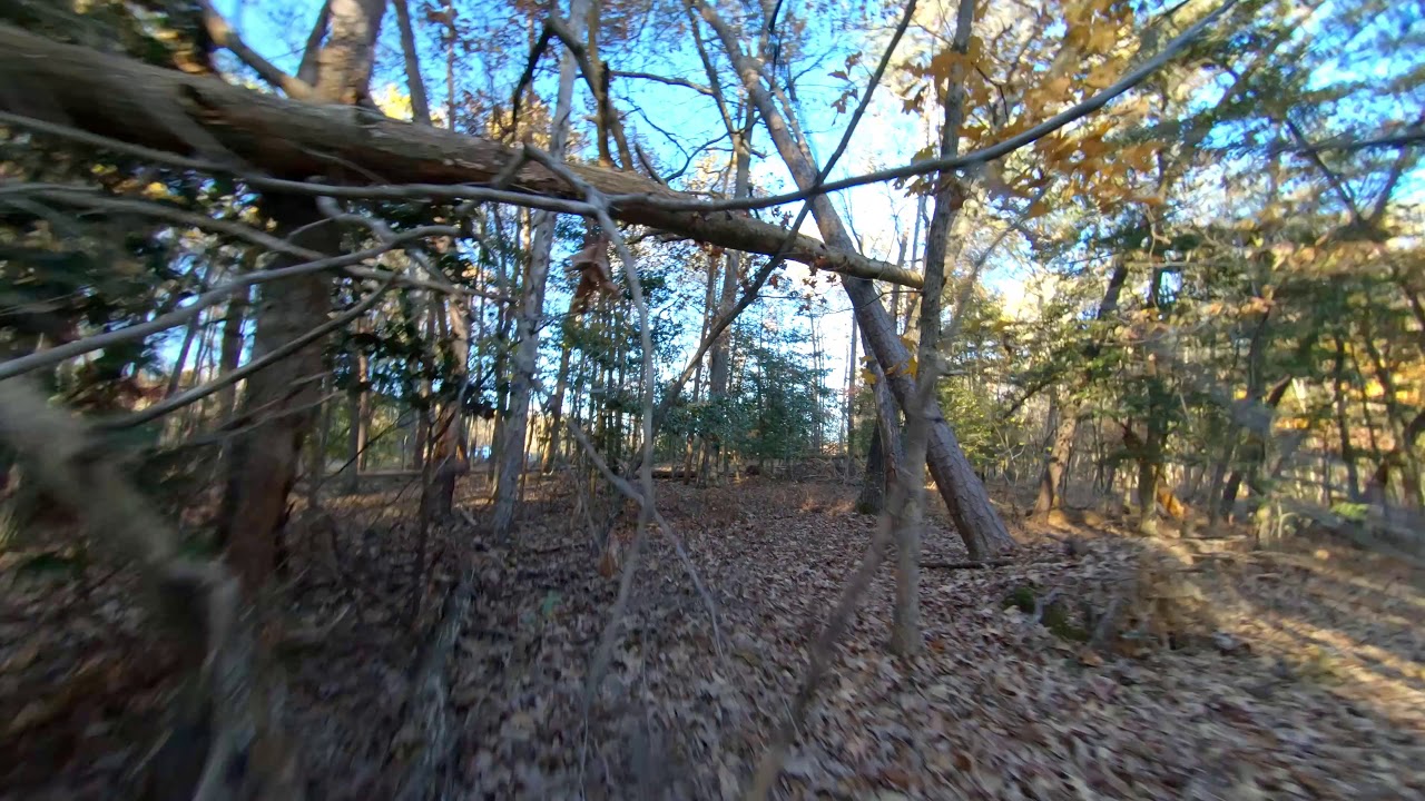 Umma85 in the woods