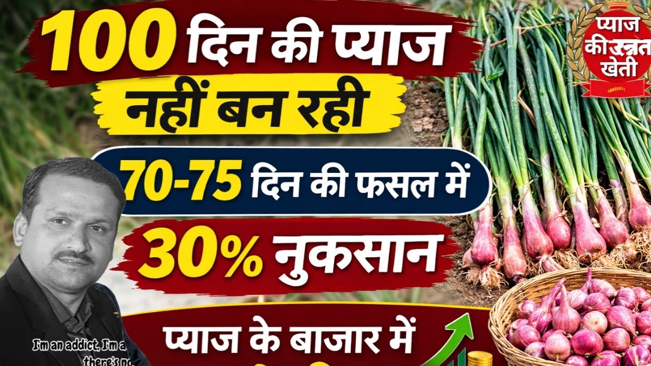 प्याज में सुधार🔥🔥।MP मे प्याज उत्पादन में गिरावट। प्याज का साइज ना बनने से समस्या विकराल।