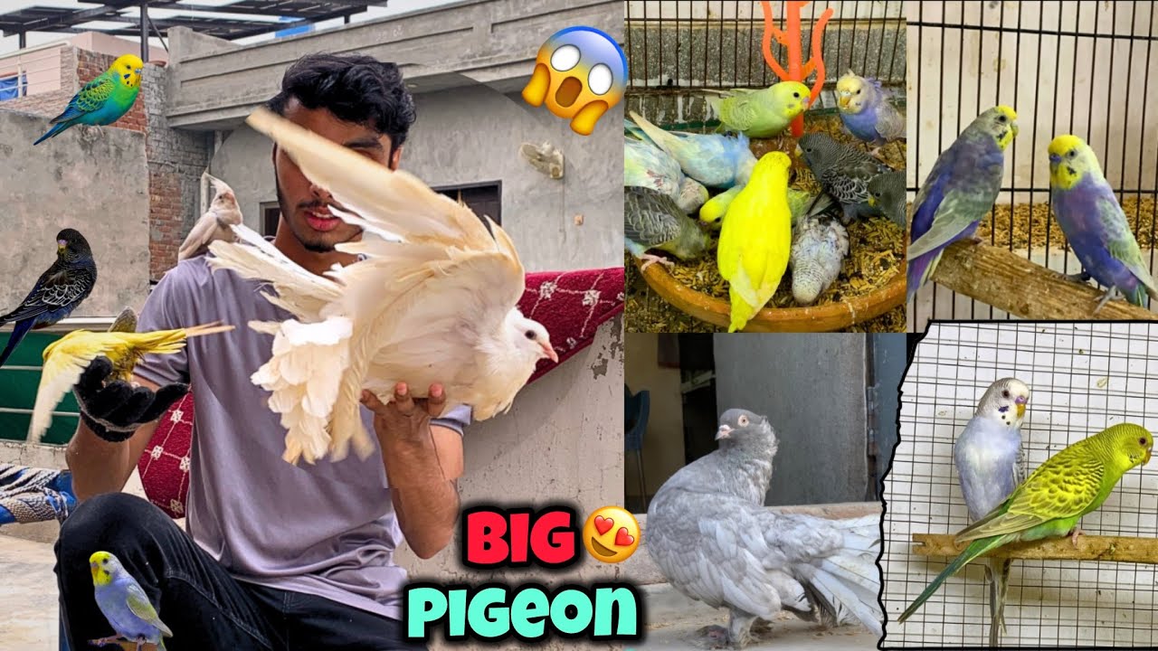 New blackface budgies pair lga dia😍|American faintail pigeon le lia😍💜