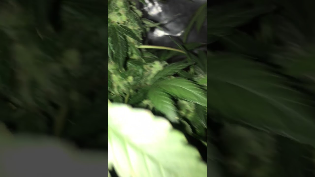 Auto Thc Bomb grow indoor