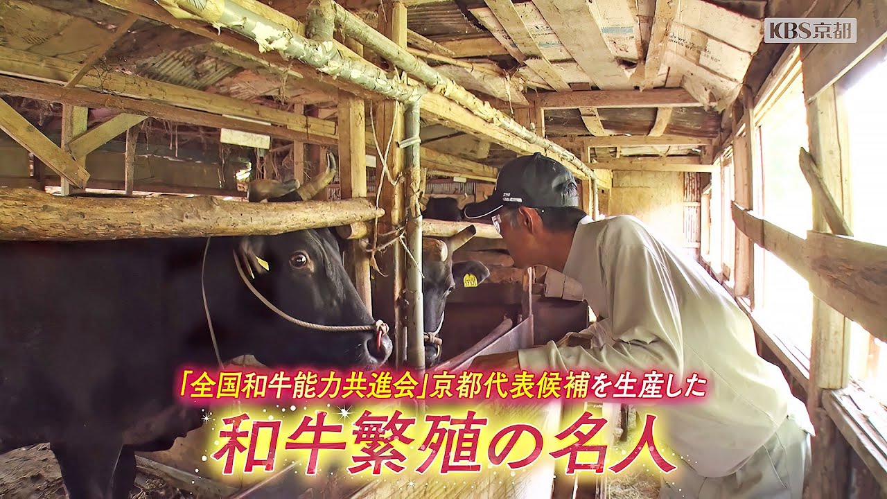 JA京都「和牛繁殖農家」土井さん (福知山市)｜KBS京都テレビ「あぐり京都」 2022年5月放送